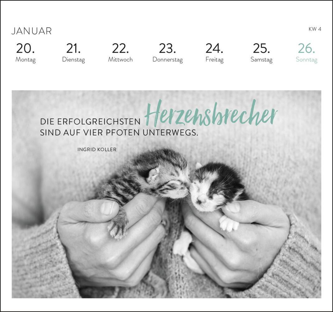 Bild: 4036442012284 | Postkartenkalender 2025: Inspirierende Worte für Katzenfreunde | 54 S.