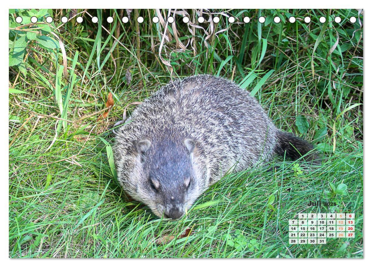 Bild: 9783457206218 | Kanadas charmante Kleintiere - Bezaubernde Einblicke in die Natur...