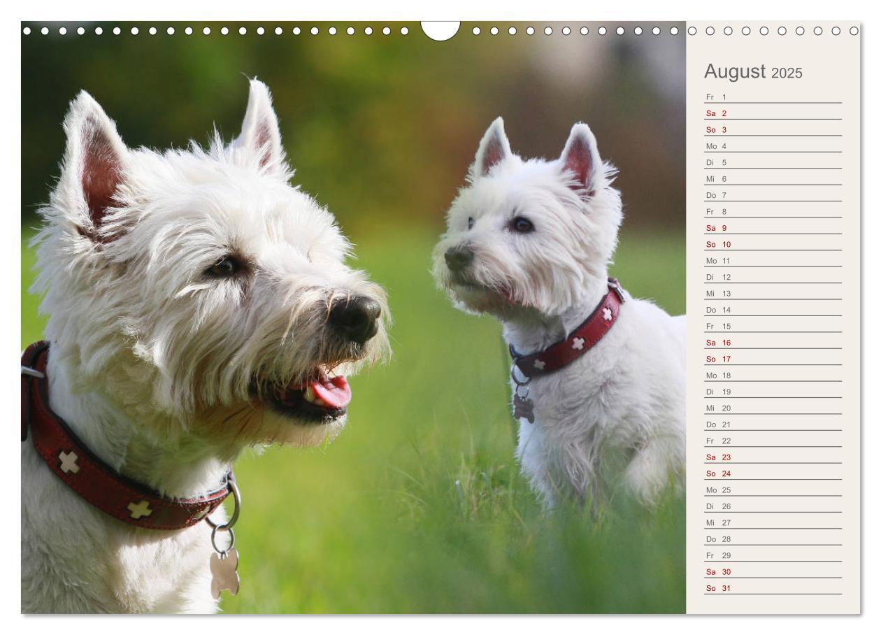 Bild: 9783435408290 | West Highland White Terrier - Selbstbewustes Powerpaket - der...