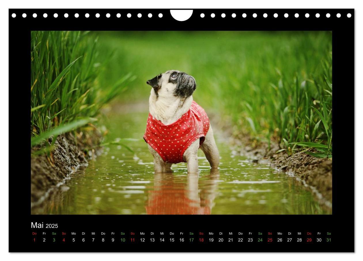 Bild: 9783435645725 | Der Feldfurchen-Mops (Wandkalender 2025 DIN A4 quer), CALVENDO...