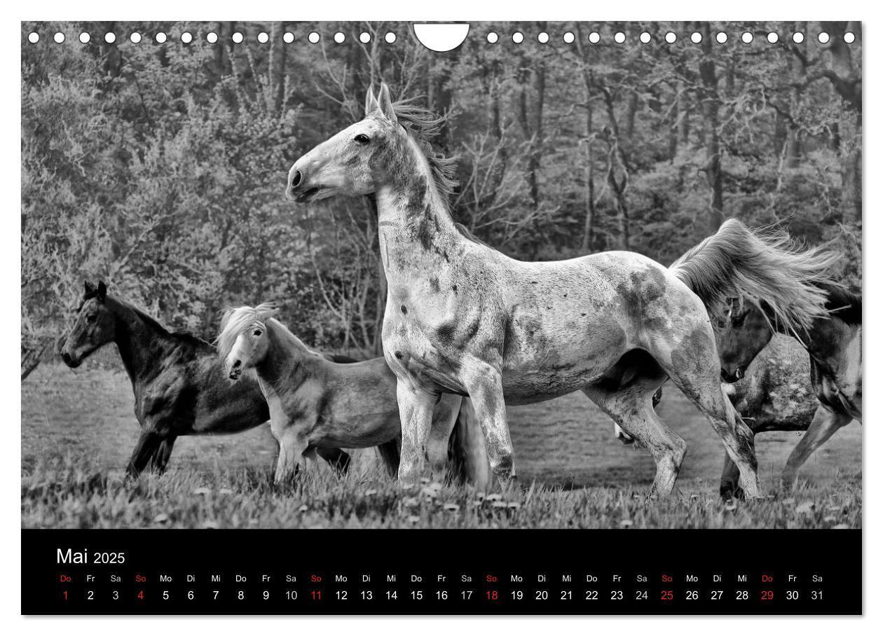 Bild: 9783435770298 | Pferde 2025 Wild Thing (Wandkalender 2025 DIN A4 quer), CALVENDO...