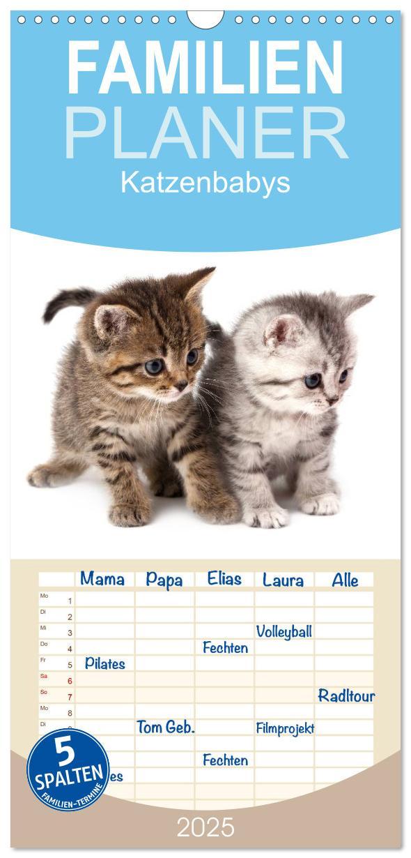 Cover: 9783457113851 | Familienplaner 2025 - Katzenbabys mit 5 Spalten (Wandkalender, 21 x...