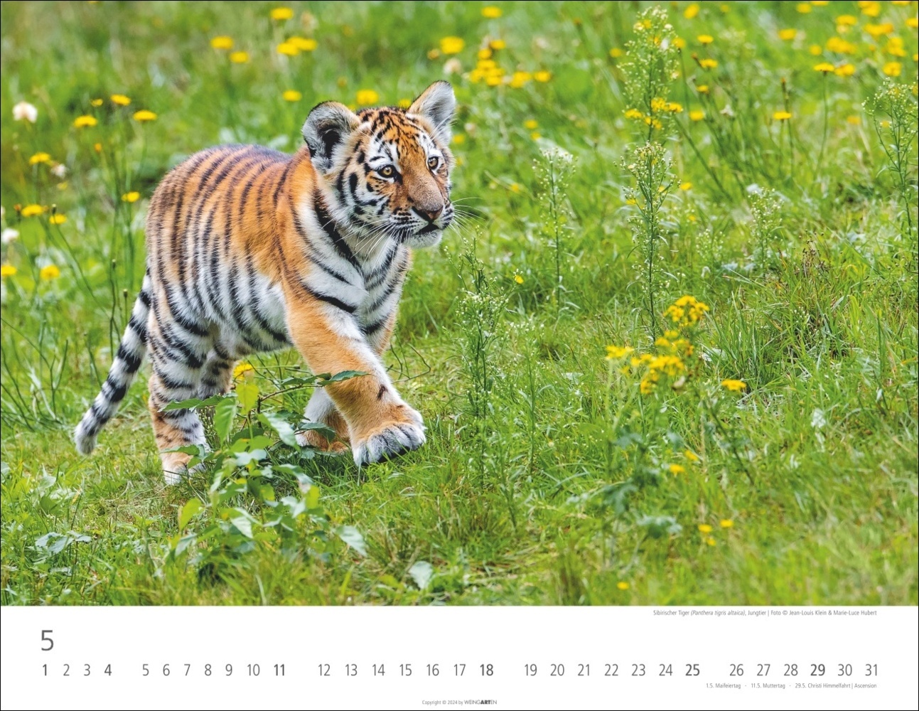 Bild: 9783839900413 | Tiger Kalender 2025 | Kalender | Spiralbindung | 14 S. | Deutsch