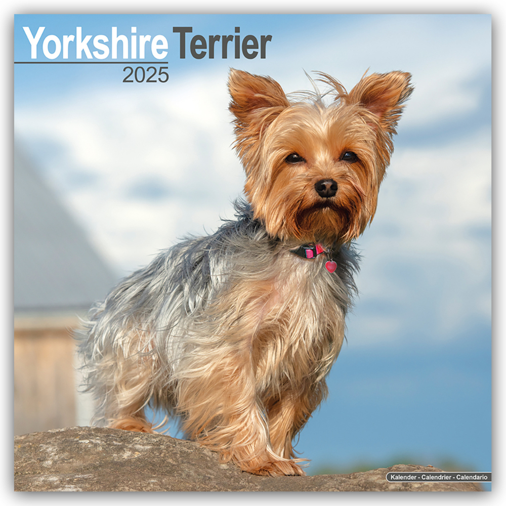 Cover: 9781804604014 | Yorkshire Terrier - Yorkshire Terrier 2025 16-Monatskalender | Ltd