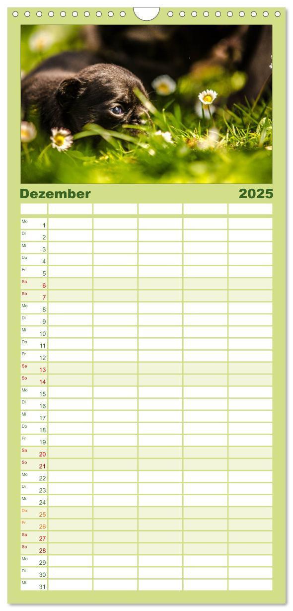 Bild: 9783457112281 | Familienplaner 2025 - Möpse mit 5 Spalten (Wandkalender, 21 x 45...