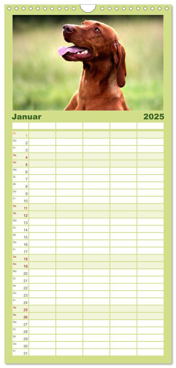 Bild: 9783457119815 | Familienplaner 2025 - Magyar Vizsla mit 5 Spalten (Wandkalender, 21...