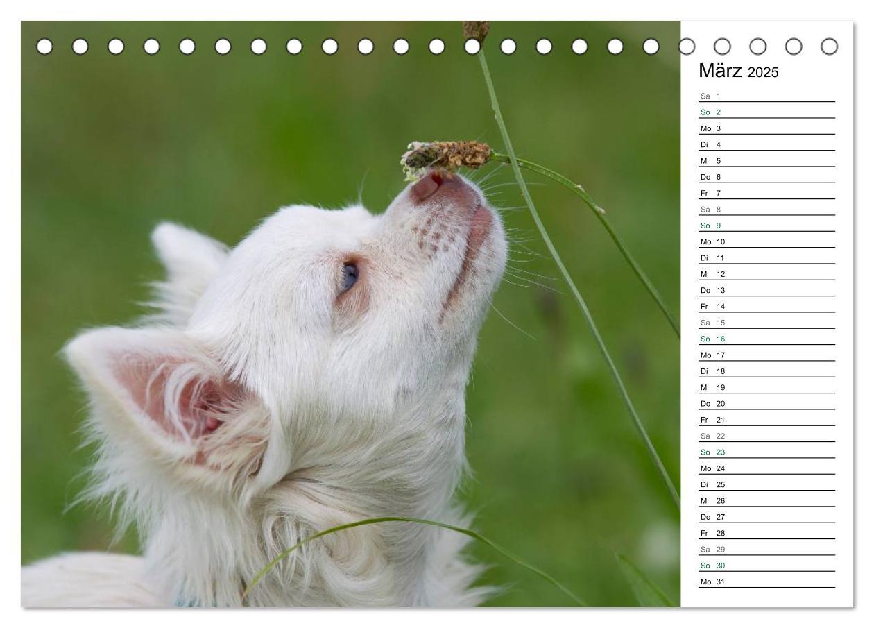 Bild: 9783435555789 | Chihuahuas - kleine Herzensbrecher (Tischkalender 2025 DIN A5...