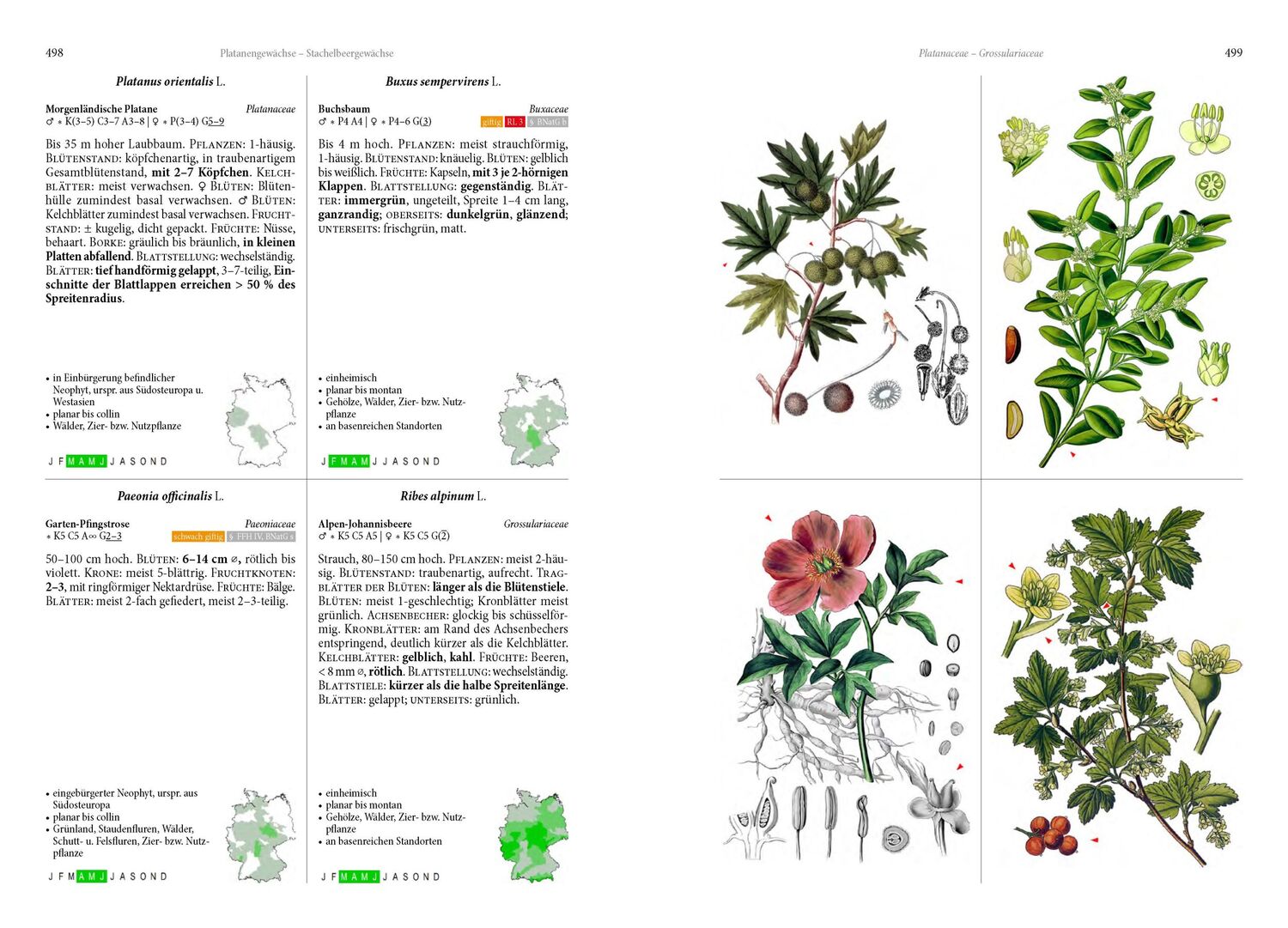 Bild: 9783968490649 | Die Flora von Deutschland. Alle heimischen Arten | Oliver Tackenberg