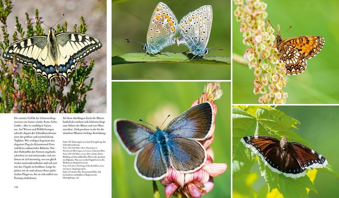 Bild: 9783981088267 | NATURERLEBNIS WILDER SCHWARZWALD | Das lebendige Mittelgebirge | Buch