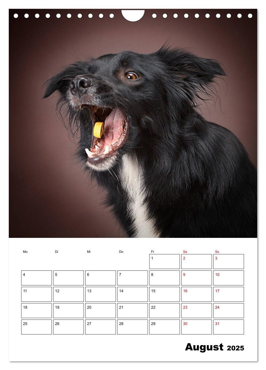 Bild: 9783435981847 | Fang das Leckerli (Wandkalender 2025 DIN A4 hoch), CALVENDO...