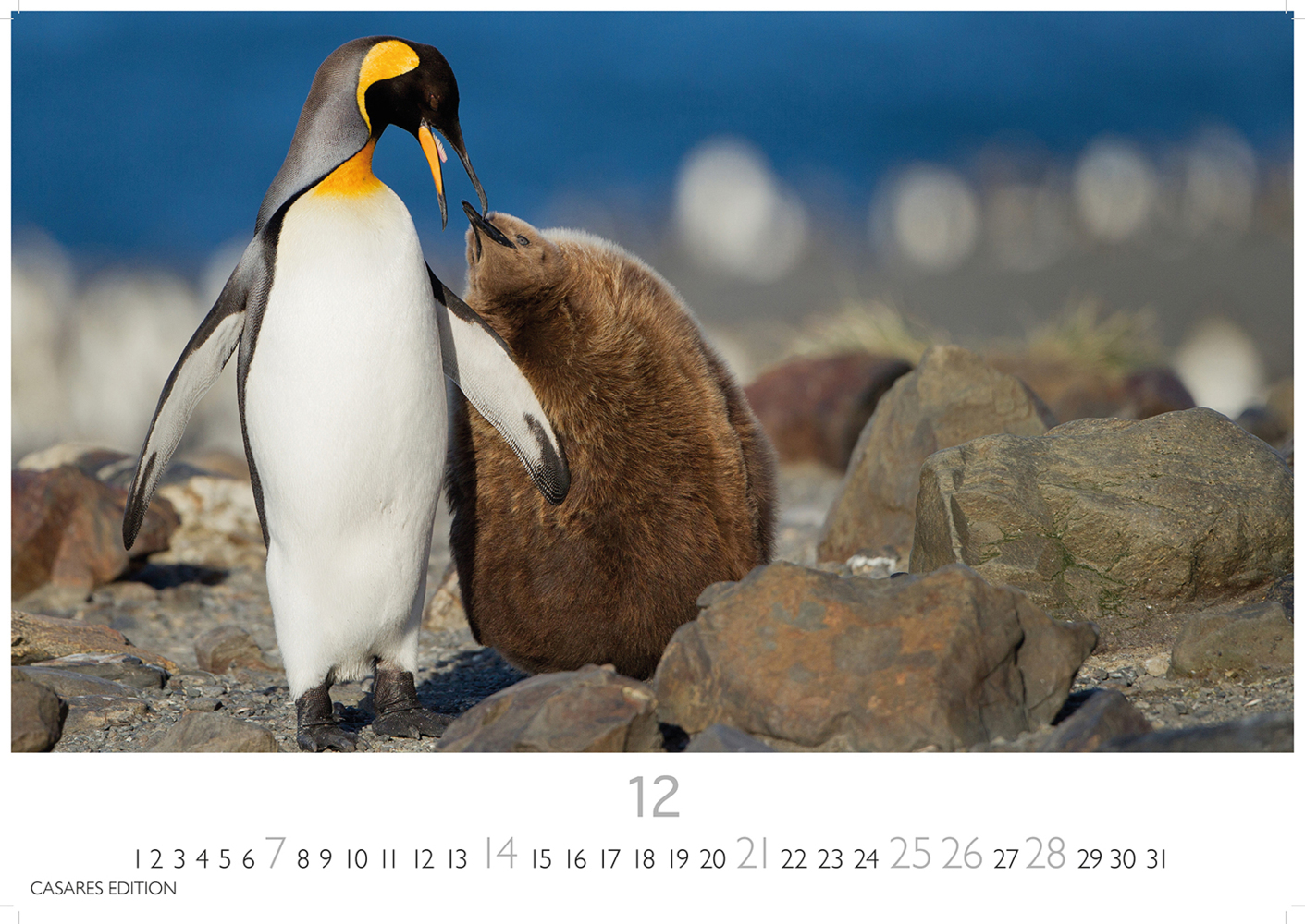 Bild: 9781835241219 | Pinguine 2025 S 24x35cm | Kalender | 14 S. | Deutsch | 2025