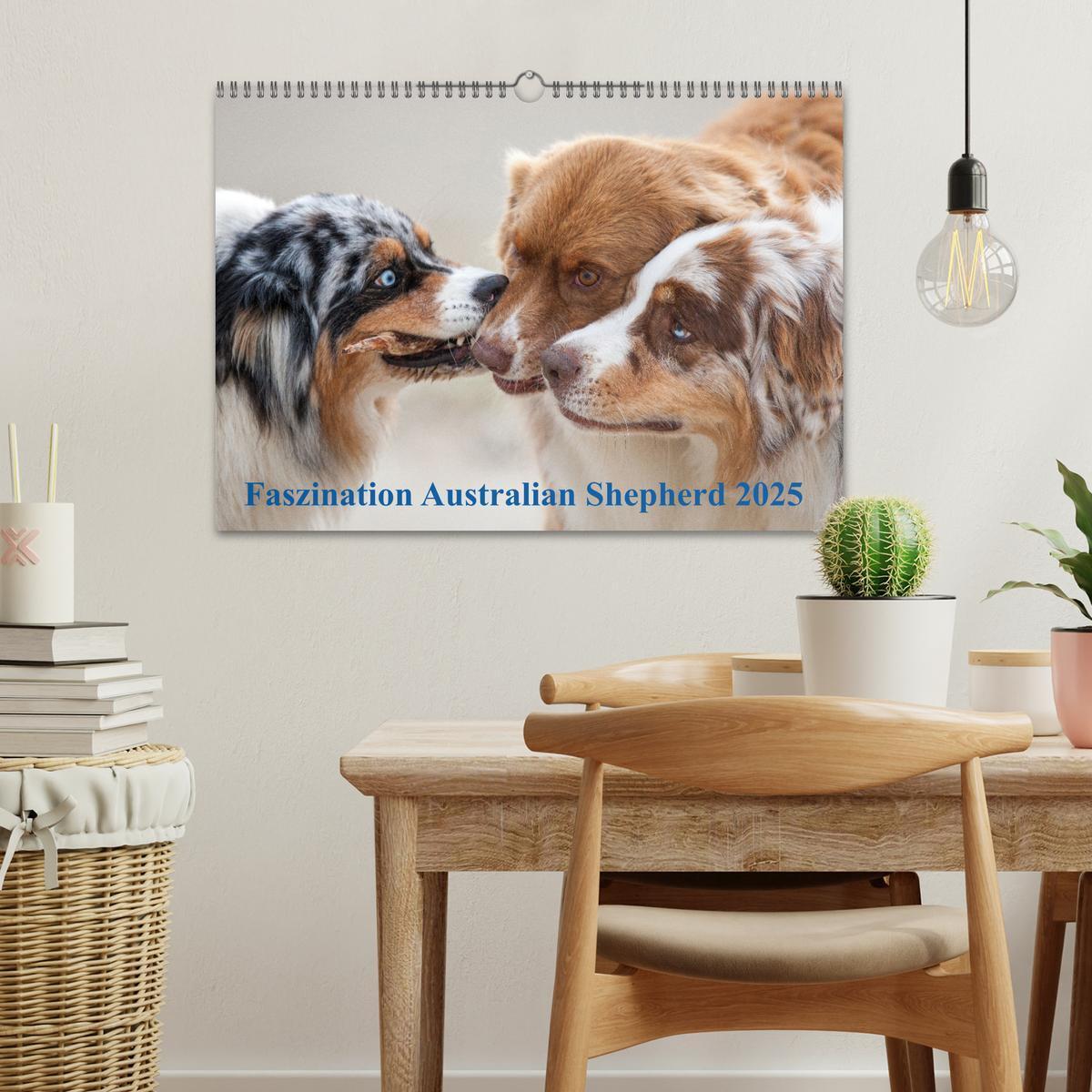 Bild: 9783435672639 | Australian Shepherd 2025 (Wandkalender 2025 DIN A3 quer), CALVENDO...