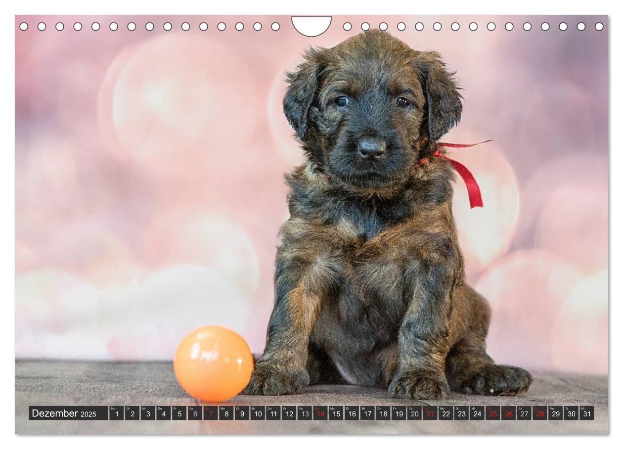 Bild: 9783435463350 | Briard-Welpen - Knuddelbären zum Verlieben (Wandkalender 2025 DIN...