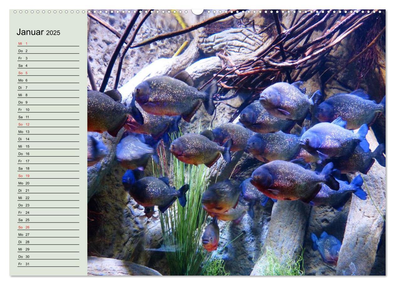 Bild: 9783435523078 | Knallbunte Wasserwelt. Die Welt der Fische (Wandkalender 2025 DIN...