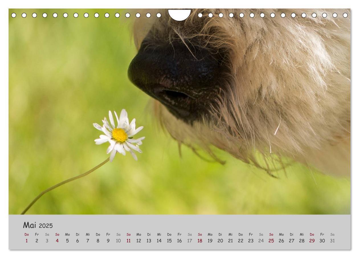 Bild: 9783435608393 | Ein Bobtail namens Miles (Wandkalender 2025 DIN A4 quer), CALVENDO...