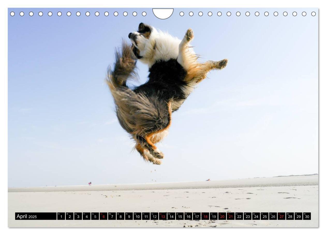 Bild: 9783435553624 | Australian Shepherd - Lebensfreude auf vier Pfoten (Wandkalender...