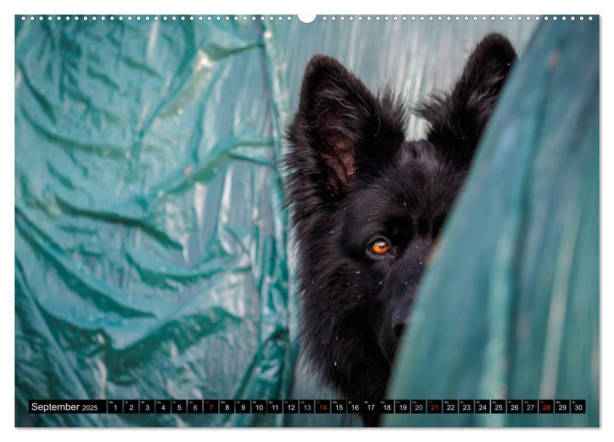 Bild: 9783435572342 | Schwarz ist schön! Der lackschwarze altdeutsche Schäferhund...