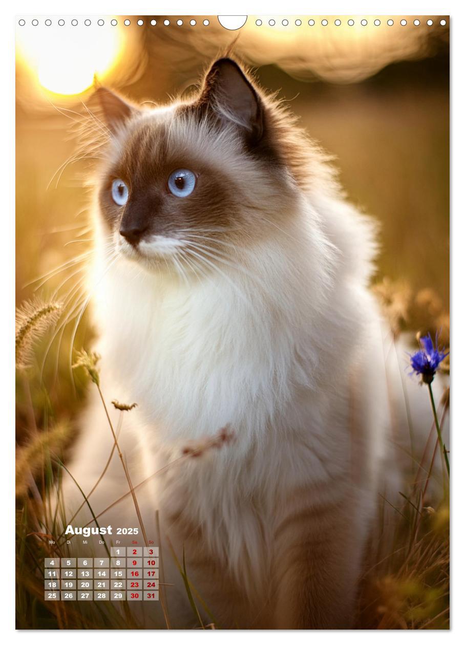 Bild: 9783383833311 | Pfotenabenteuer - Ragdolls in der Natur (Wandkalender 2025 DIN A3...