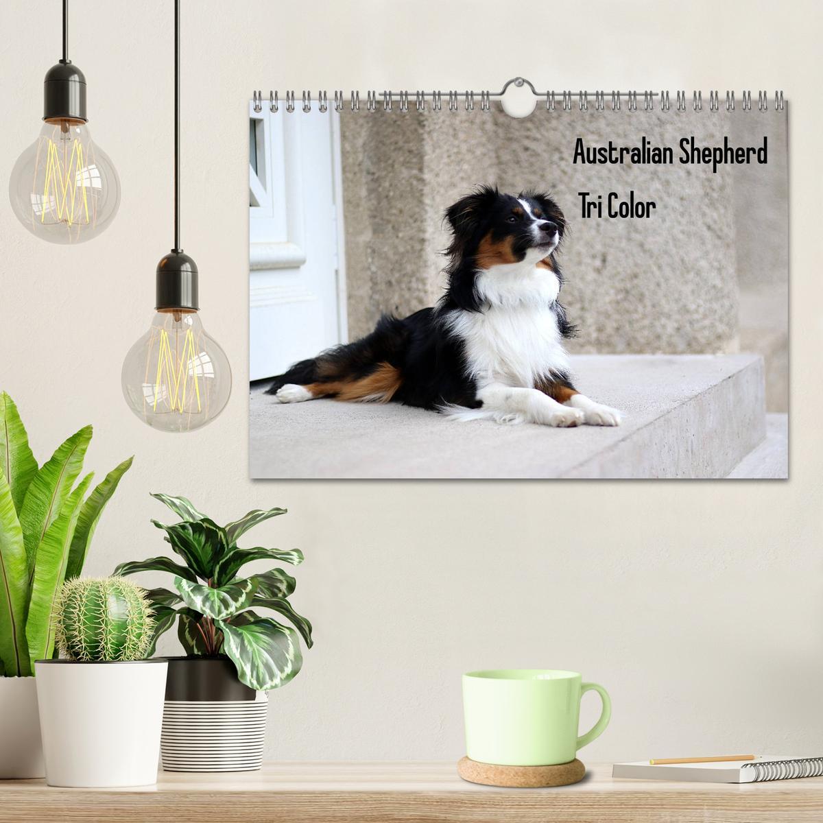 Bild: 9783435187249 | Australian Shepherd Tri Color (Wandkalender 2025 DIN A4 quer),...