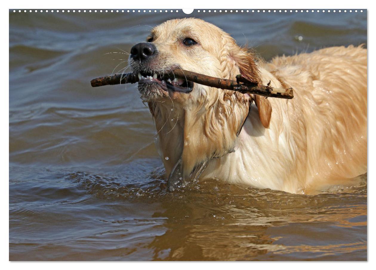 Bild: 9783435542277 | Golden Retriever ein treuer Begleiter (Wandkalender 2025 DIN A2...