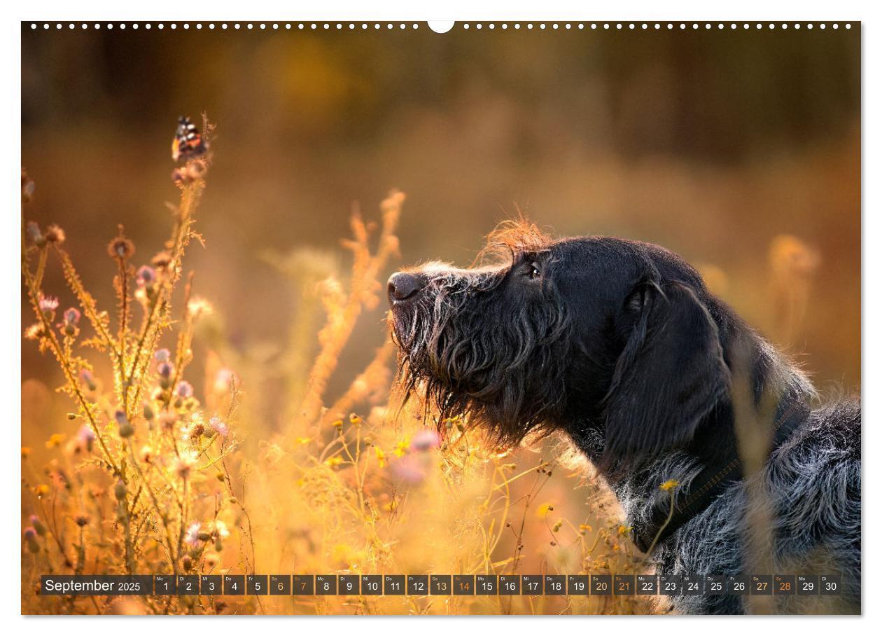 Bild: 9783457167281 | Pfotenblitzer bunte Tierfotografie an Land und im Wasser...