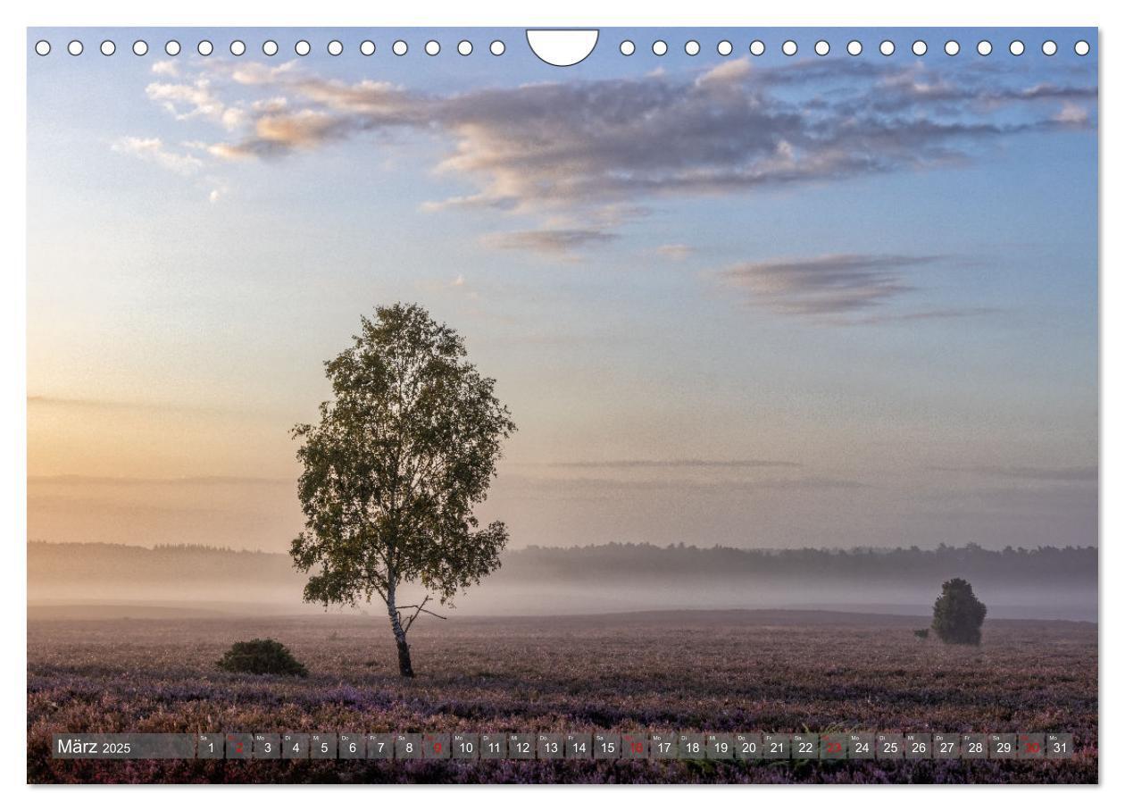 Bild: 9783383841361 | Die Lüneburger Heide - In voller Blüte (Wandkalender 2025 DIN A4...