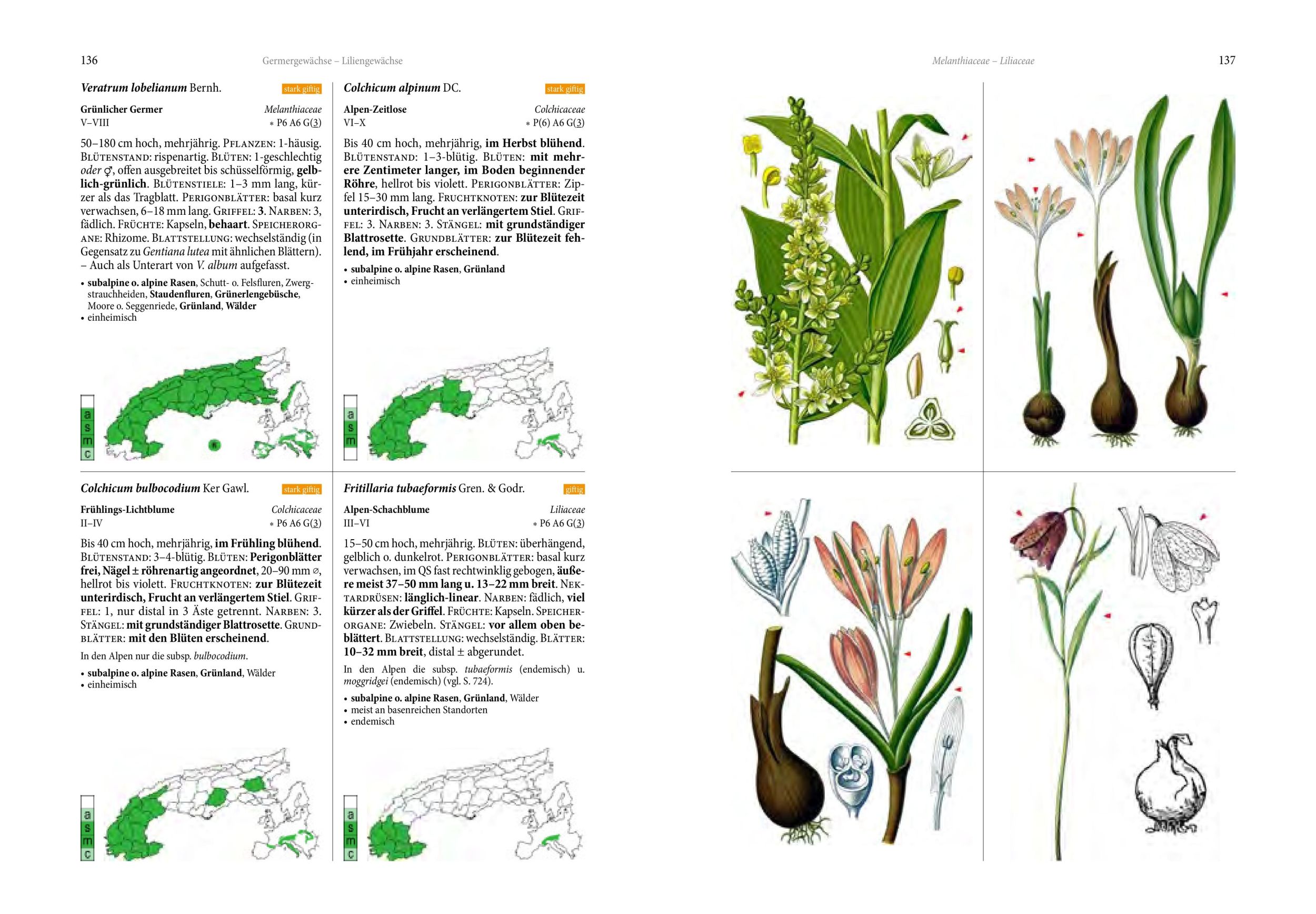 Bild: 9783702511340 | Alpenflora | Oliver Tackenberg | Buch | 800 S. | Deutsch | 2024