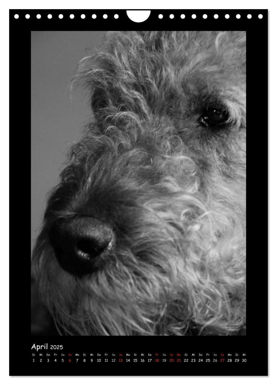 Bild: 9783457051344 | Der Airedale: Portraits eines "Dickkopfes" (Wandkalender 2025 DIN...