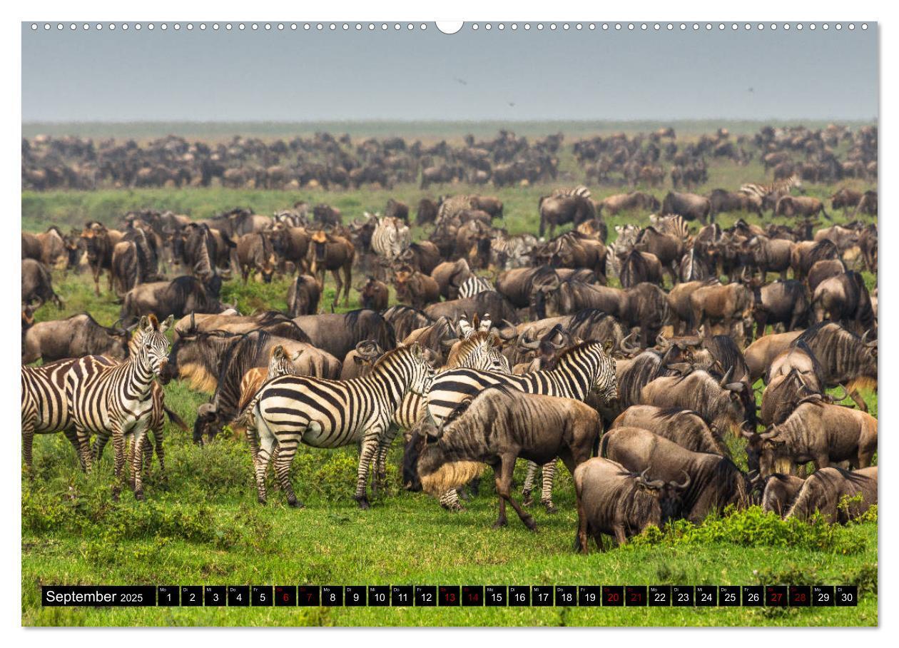 Bild: 9783435341719 | Tansania - Tierwanderung in der Serengeti (Wandkalender 2025 DIN A2...