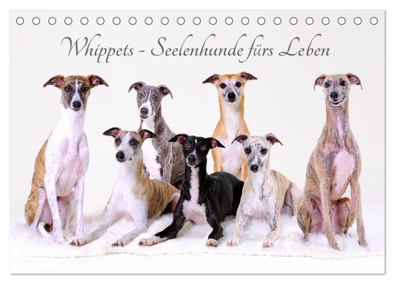 Cover: 9783383890536 | Whippets - Seelenhunde fürs Leben (Tischkalender 2025 DIN A5 quer),...