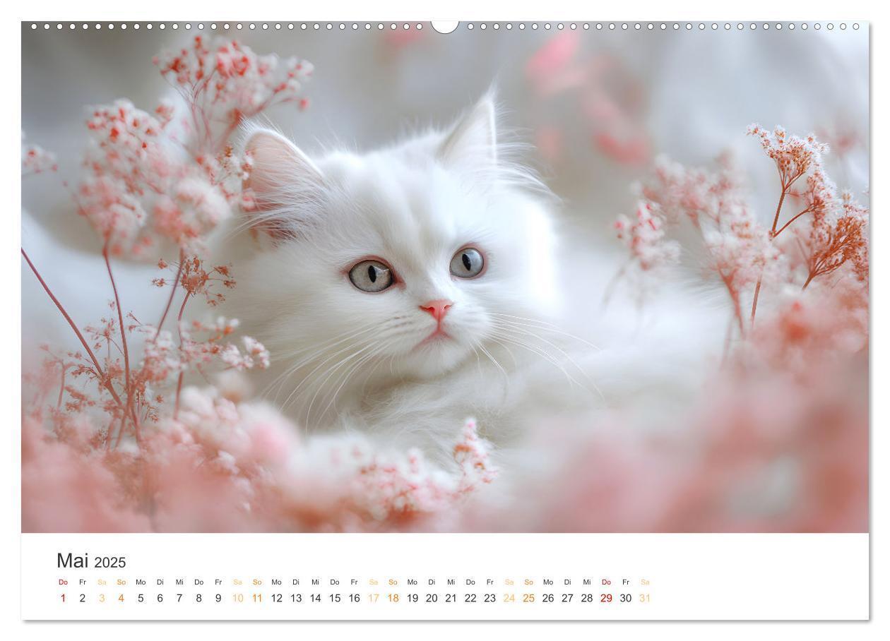 Bild: 9783457203866 | Katzen - sanfte Schönheiten (Wandkalender 2025 DIN A2 quer),...