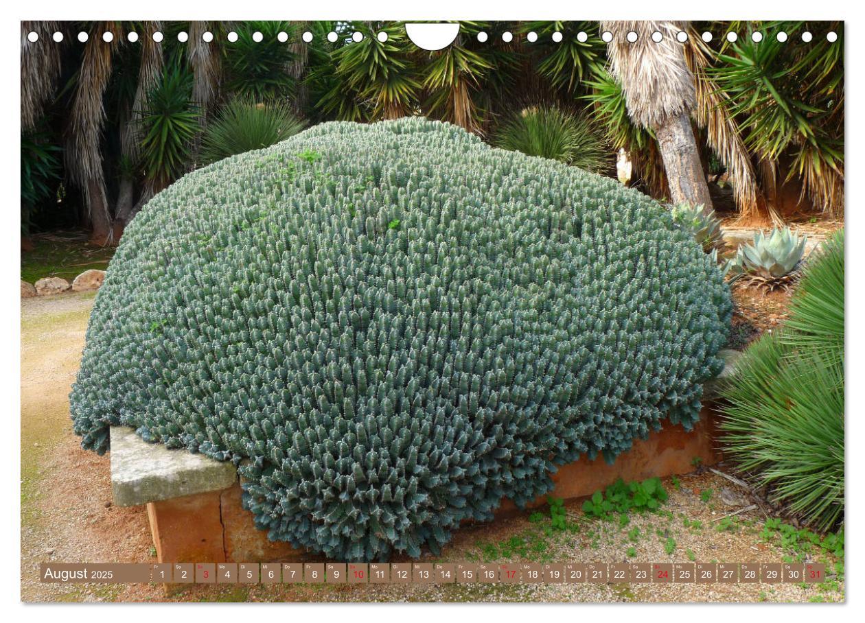 Bild: 9783435337064 | BOTANICACTUS Mallorcas Kakteengarten (Wandkalender 2025 DIN A4...