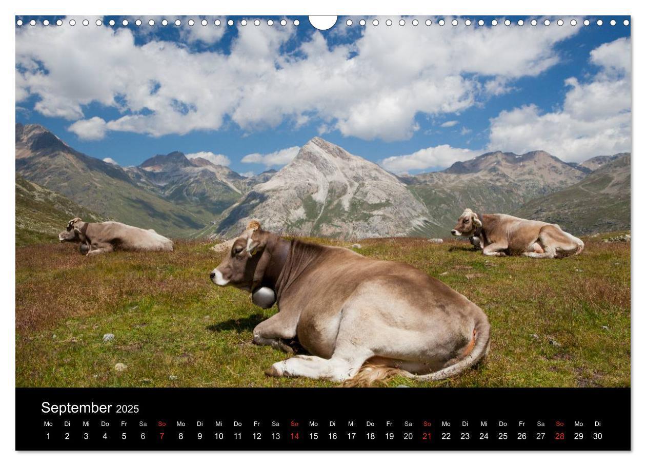 Bild: 9783435797493 | Tierkalender 2025 (Wandkalender 2025 DIN A3 quer), CALVENDO...