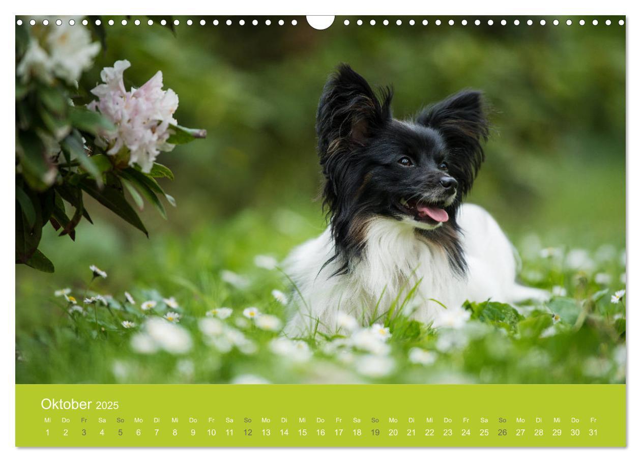 Bild: 9783435229130 | Traumschnauzen (Wandkalender 2025 DIN A3 quer), CALVENDO...