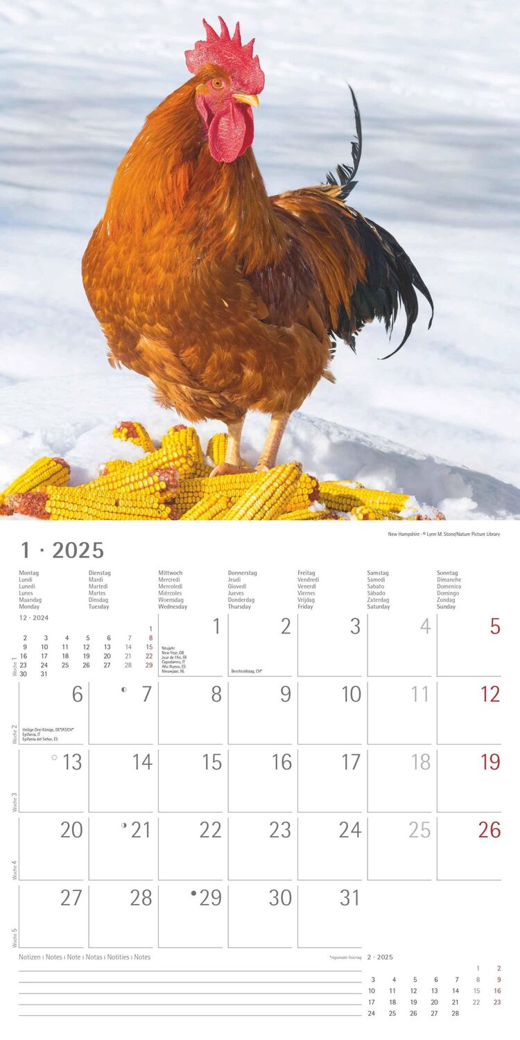 Bild: 4251732344306 | Hühner 2025 - Broschürenkalender 30x30 cm (30x60 geöffnet) -...