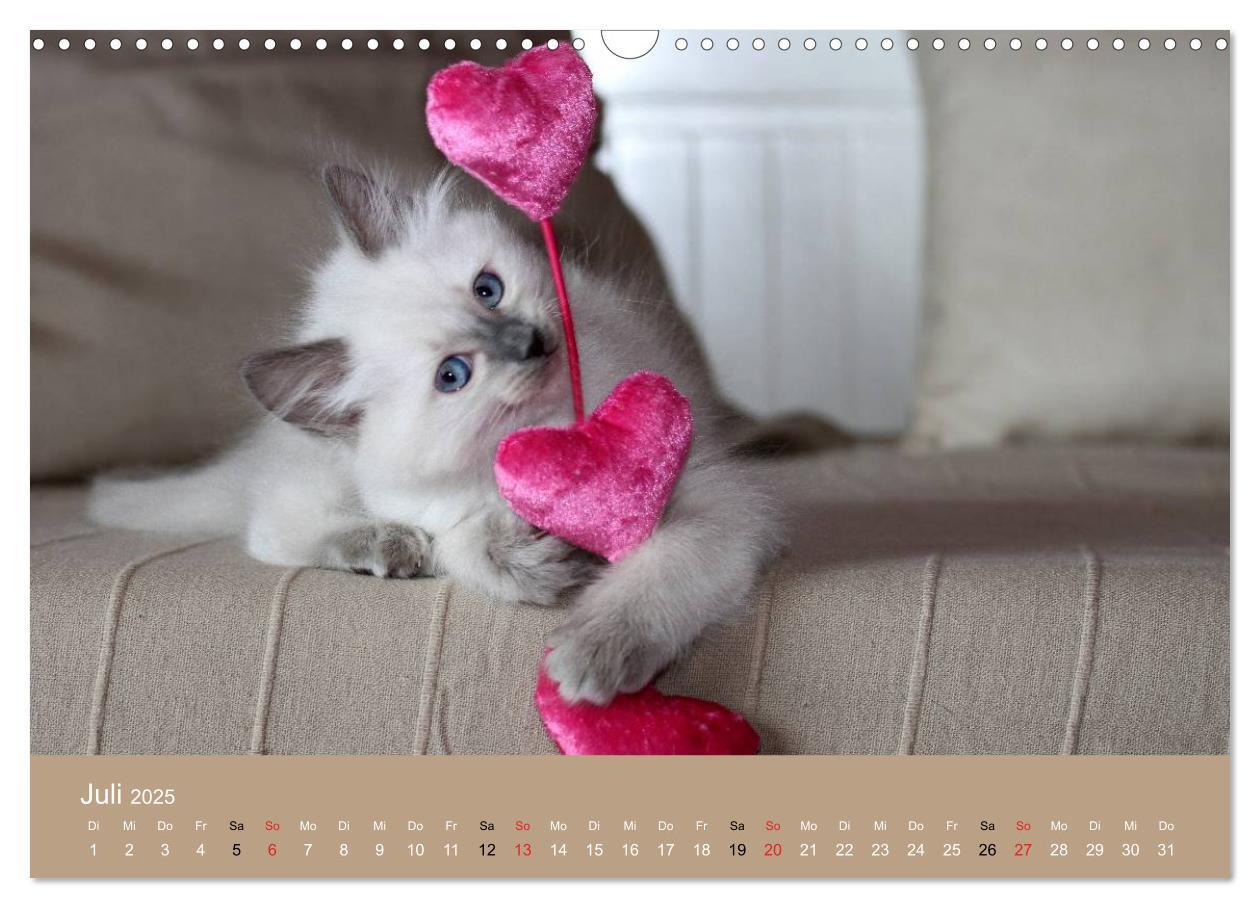 Bild: 9783435491858 | Verliebt in Ragdolls ... die sanfte Katzenrasse (Wandkalender 2025...