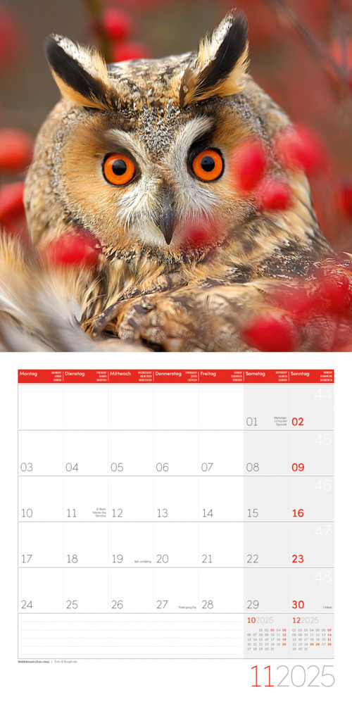 Bild: 9783838445243 | Eulen Kalender 2025 - 30x30 | Ackermann Kunstverlag | Kalender | 28 S.