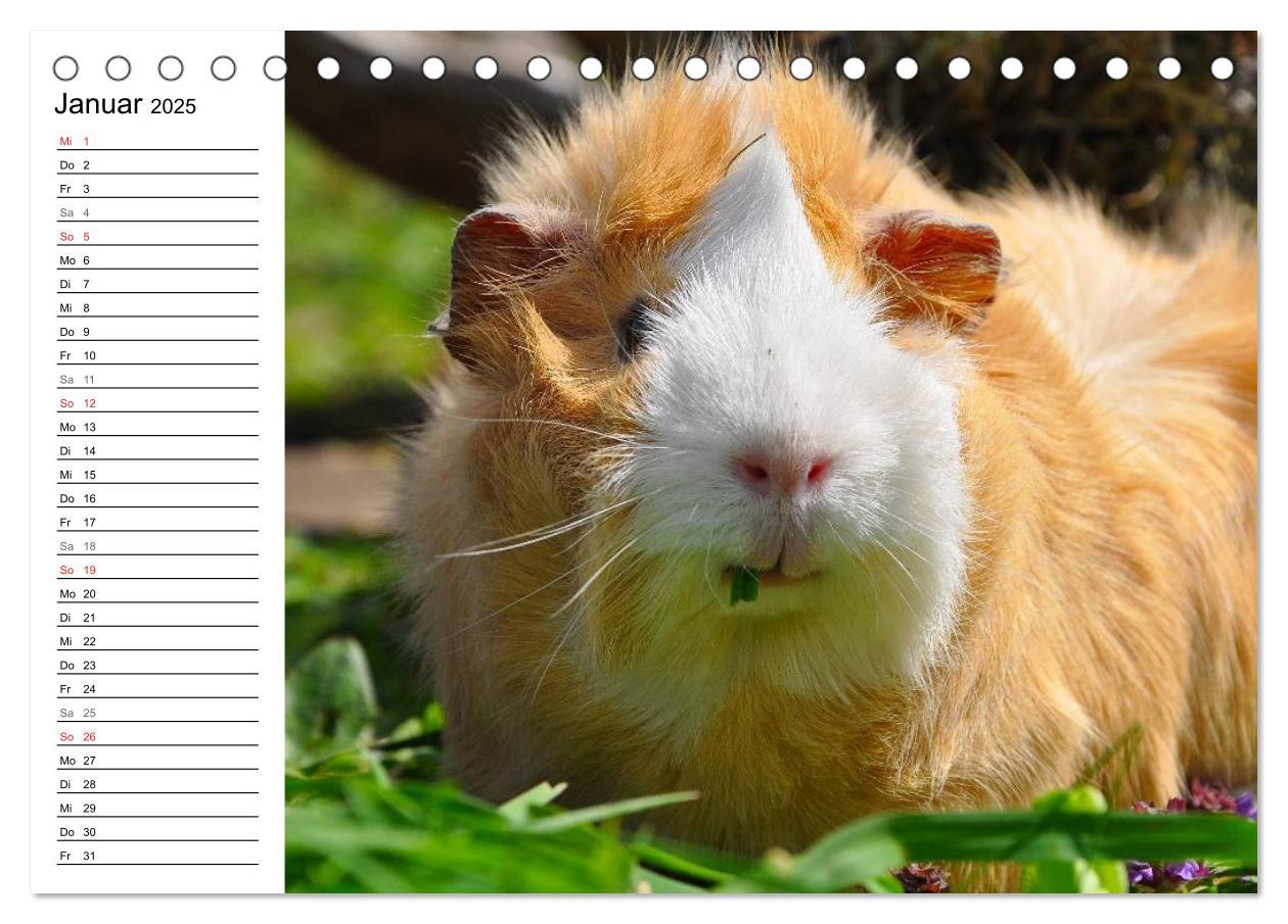 Bild: 9783435718887 | Meerschweinchen Niedliche Herzensbrecher (Tischkalender 2025 DIN A5...