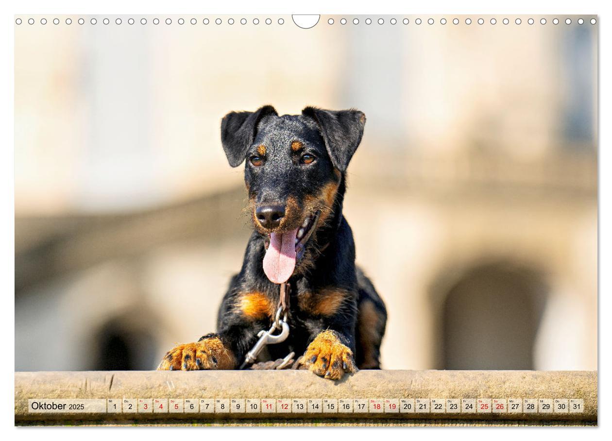 Bild: 9783457190098 | Deutscher Terrier - ein leidenschaftlicher Jäger (Wandkalender 2025...