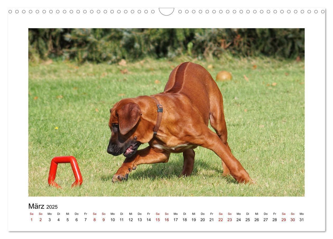 Bild: 9783383987601 | Rhodesian Ridgeback - Charmanter Dickkopf aus Afrika (Wandkalender...