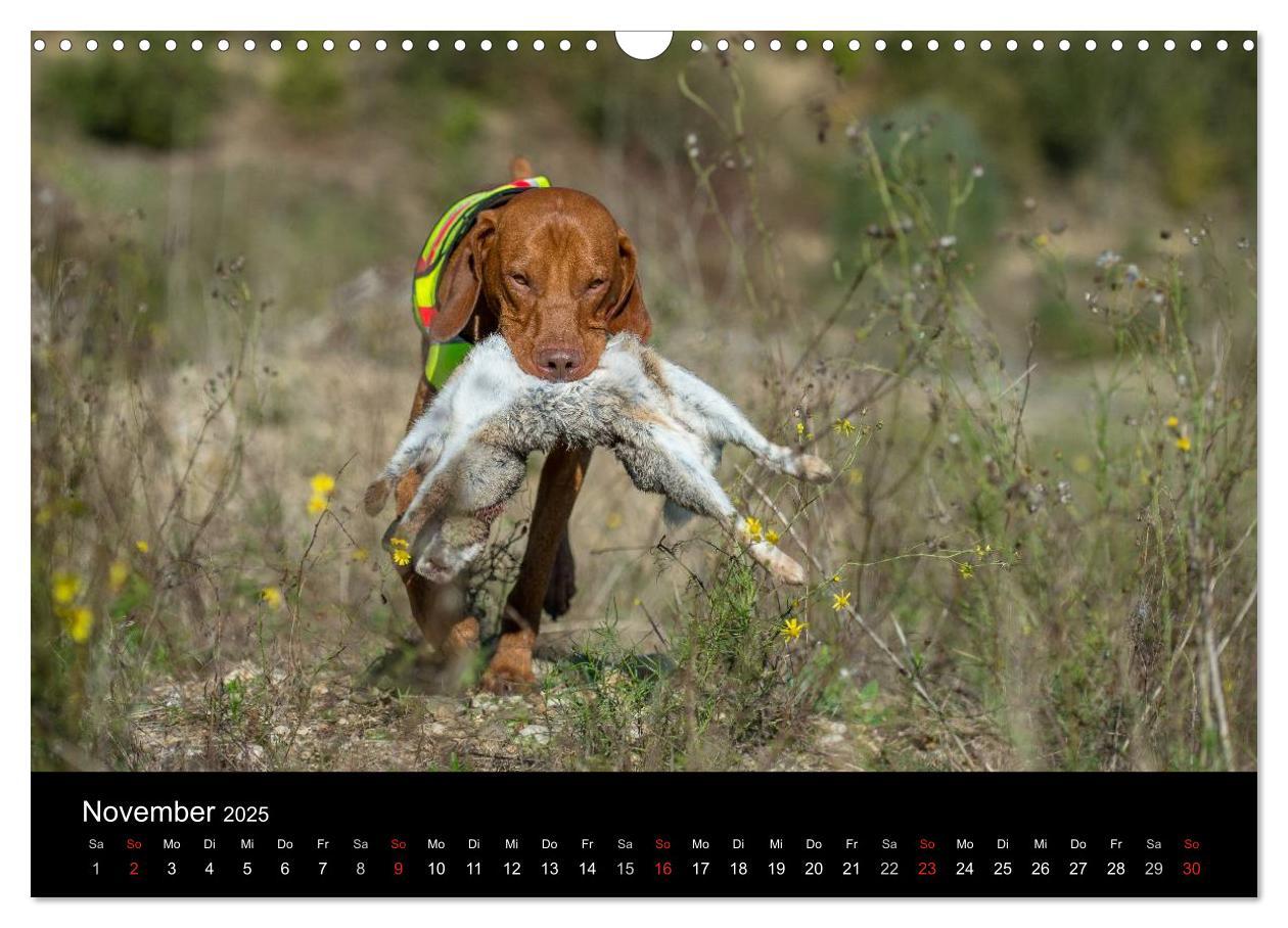 Bild: 9783435640317 | Jagdhunde bei der Arbeit (Wandkalender 2025 DIN A3 quer), CALVENDO...