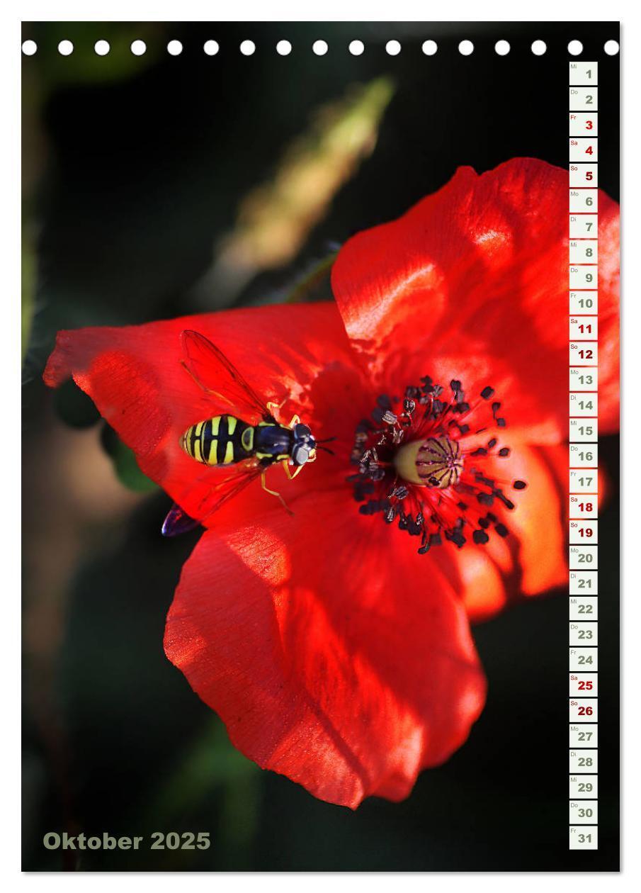 Bild: 9783435926992 | Es werde Mohn (Tischkalender 2025 DIN A5 hoch), CALVENDO...