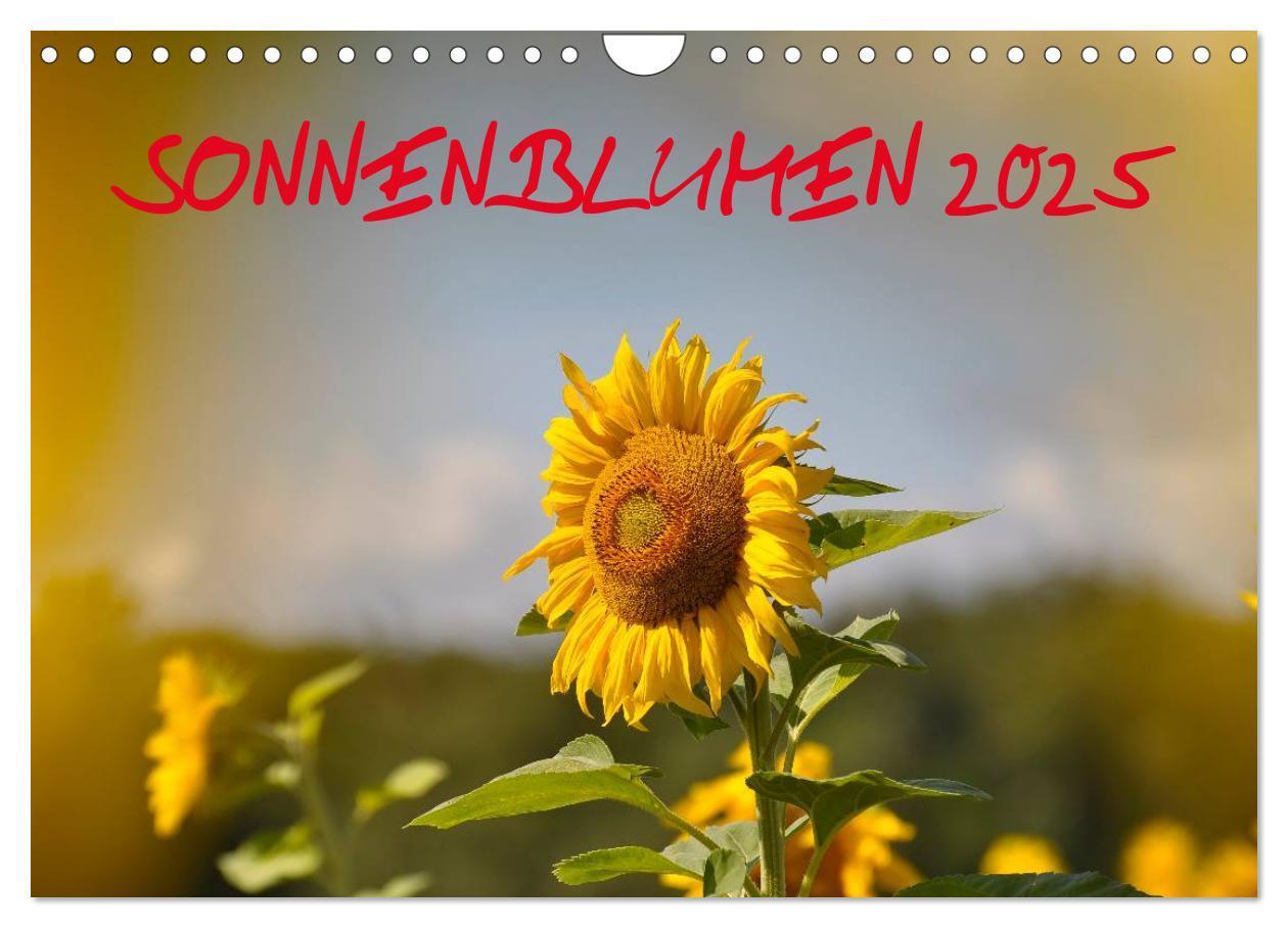 Cover: 9783435788514 | Sonnenblumen 2025 (Wandkalender 2025 DIN A4 quer), CALVENDO...