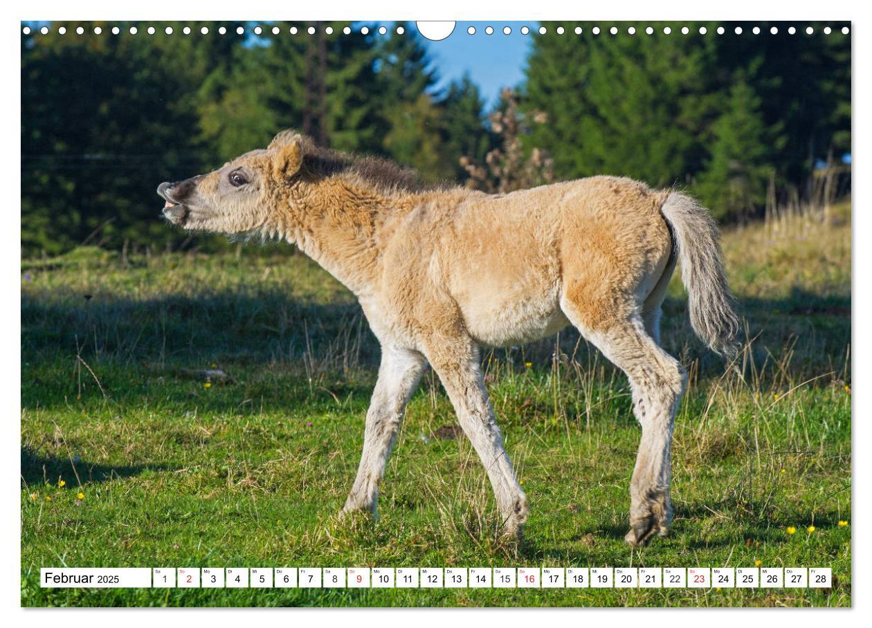 Bild: 9783435573127 | Konik - Frei geboren (Wandkalender 2025 DIN A3 quer), CALVENDO...