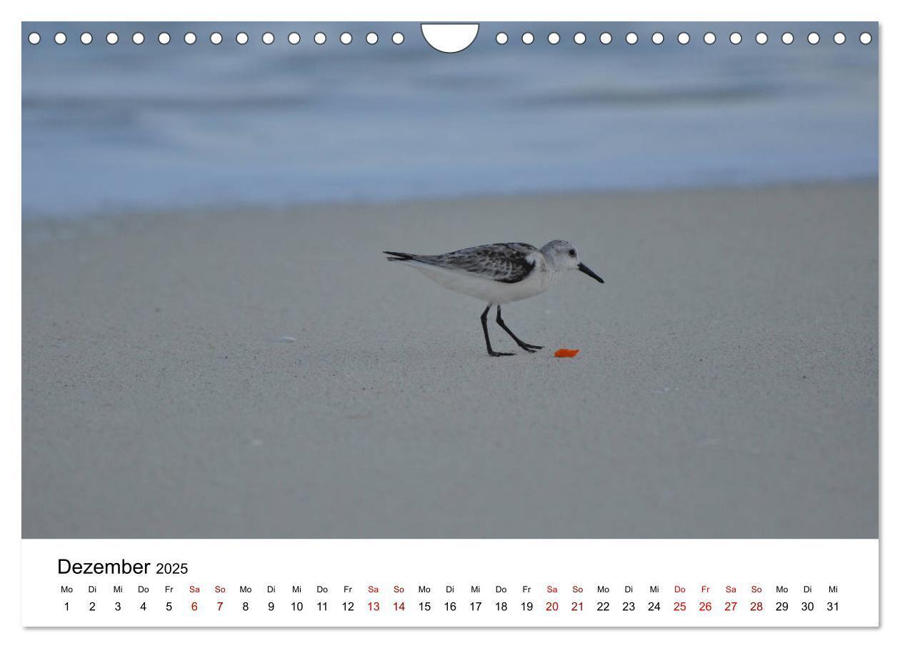 Bild: 9783435376001 | Möwen am Meer (Wandkalender 2025 DIN A4 quer), CALVENDO Monatskalender