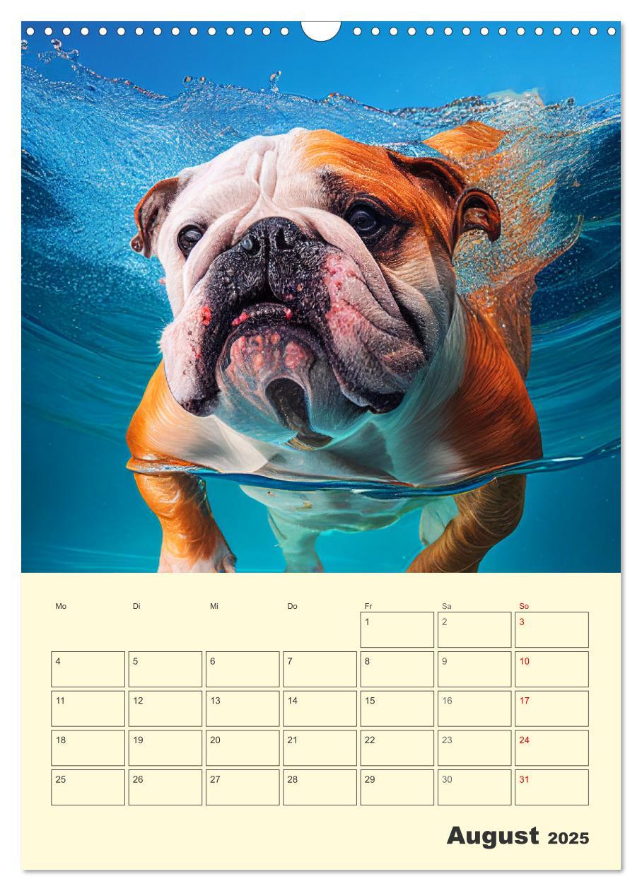 Bild: 9783435875405 | English Bulldogs. Fröhliche Dickköpfe mit Charakter (Wandkalender...