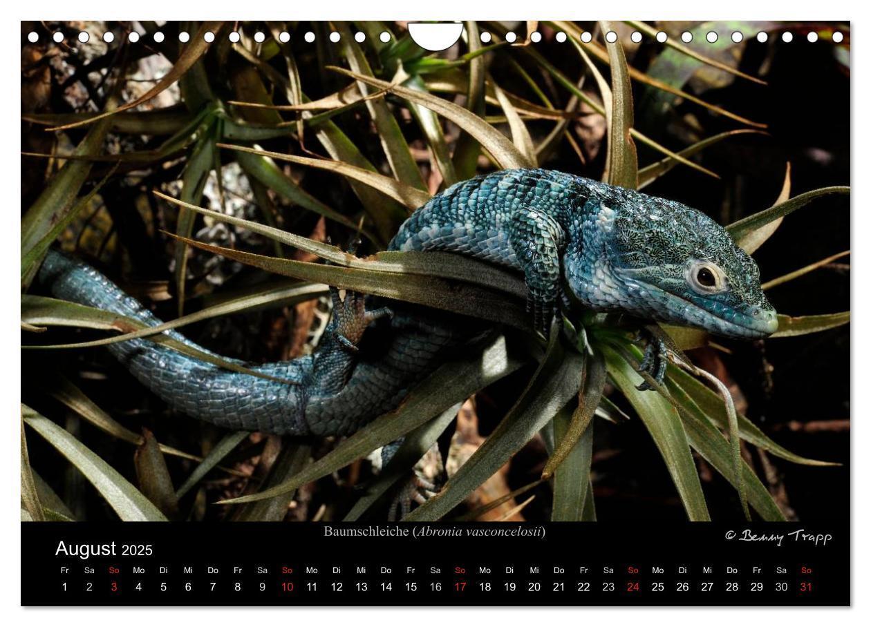 Bild: 9783435774548 | REPTILIEN (Wandkalender 2025 DIN A4 quer), CALVENDO Monatskalender