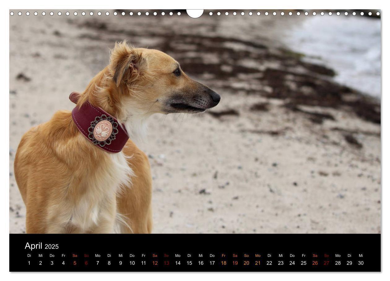 Bild: 9783435433308 | Der Silken Windsprite - ein Seelenhund (Wandkalender 2025 DIN A3...