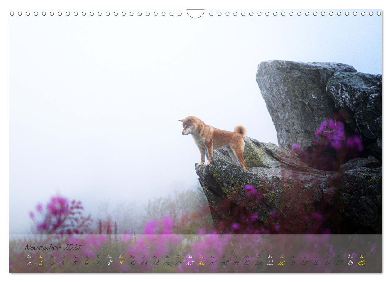 Bild: 9783435051502 | Shiba Inu - mutig, treu, selbstbewusst (Wandkalender 2025 DIN A3...