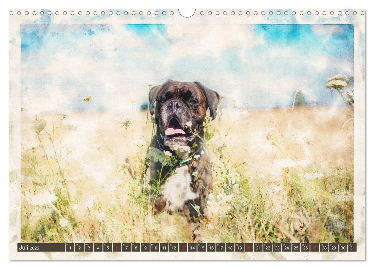 Bild: 9783435134281 | Boxer Photo&amp;Kunst (Wandkalender 2025 DIN A3 quer), CALVENDO...